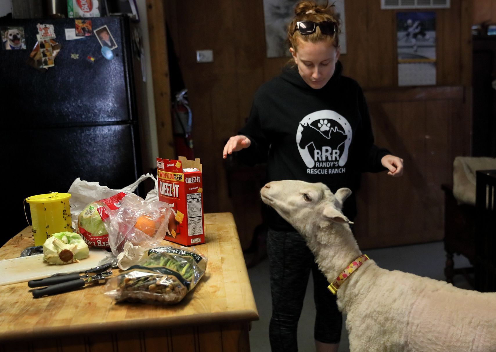Mary Jane, formerly Shrek the sheep, adopted